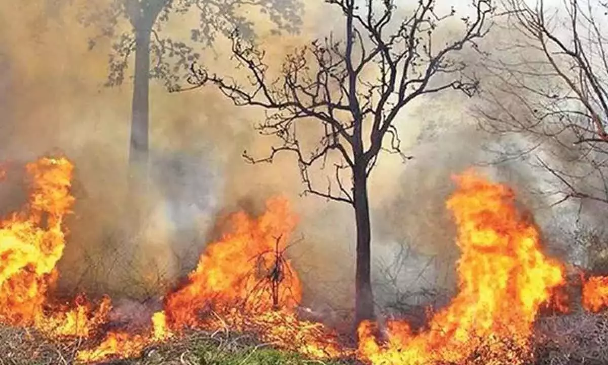 वन मंत्री ने अधिकारियों से अधिक सतर्क रहने को कहा