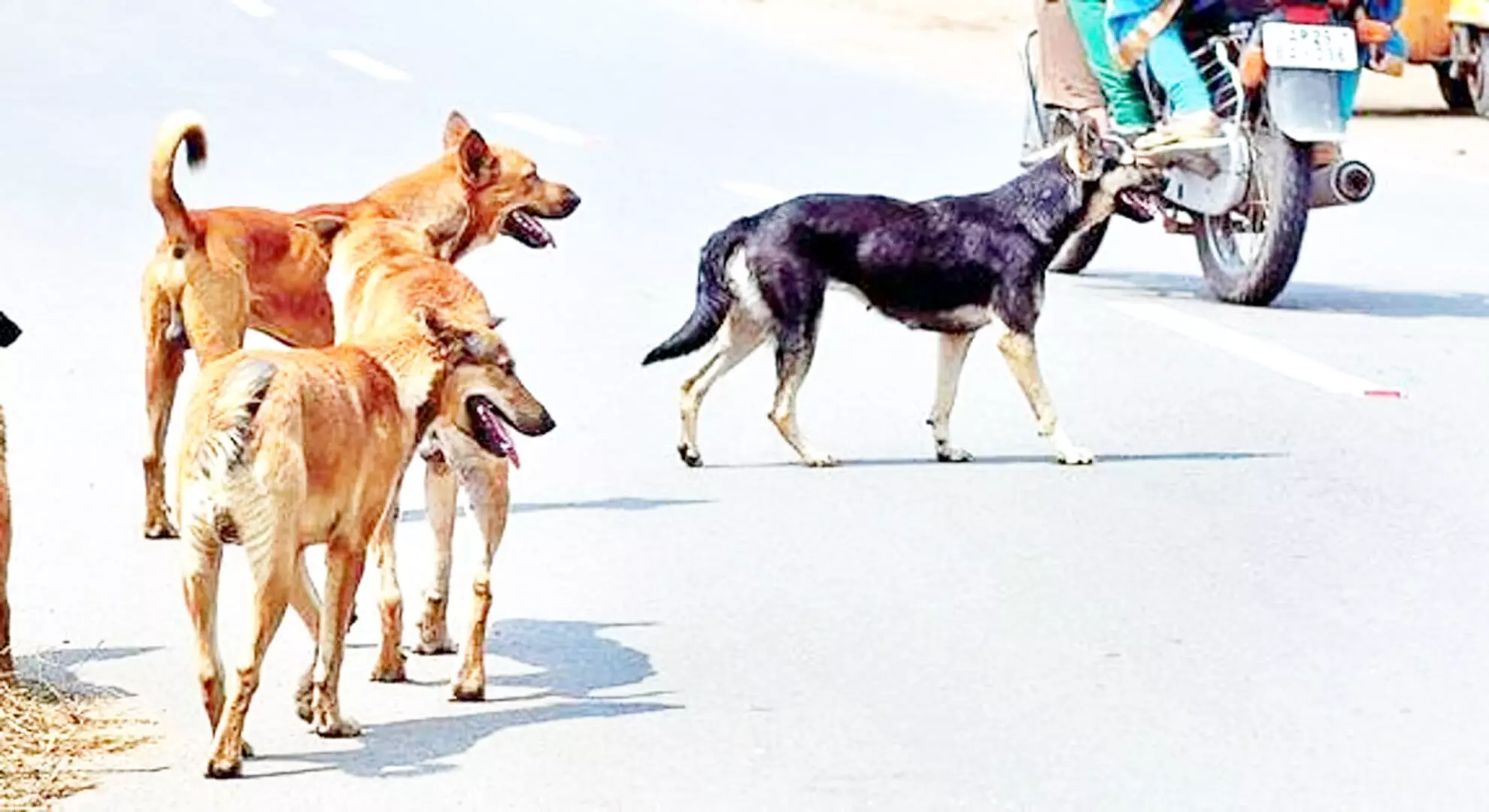 कोच्चि: कोठामंगलम में आवारा कुत्ते ने आठ लोगों को काट लिया