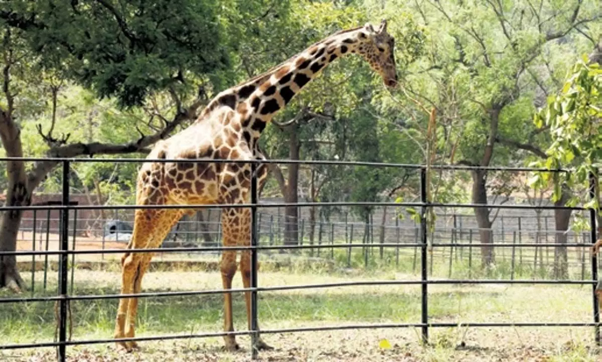इंदिरा गांधी प्राणी उद्यान में जिराफ़ की बीमारी से मौत