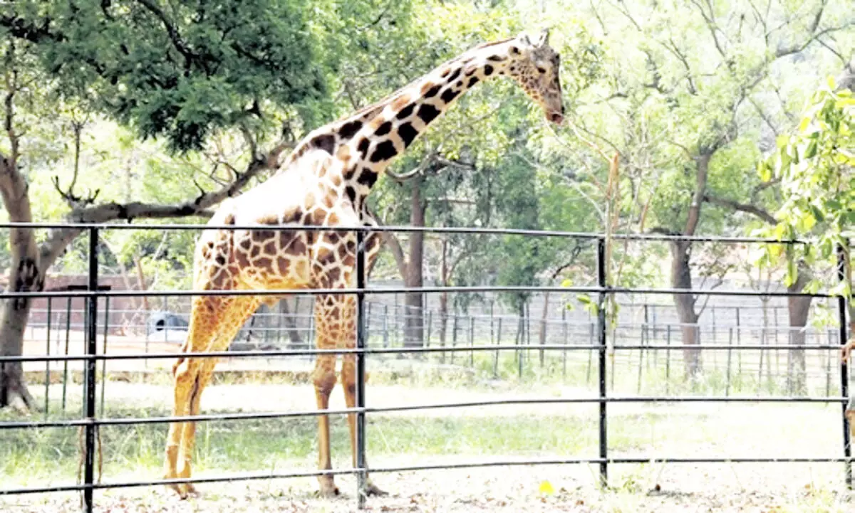 इंदिरा गांधी प्राणी उद्यान में जिराफ़ की बीमारी से मौत