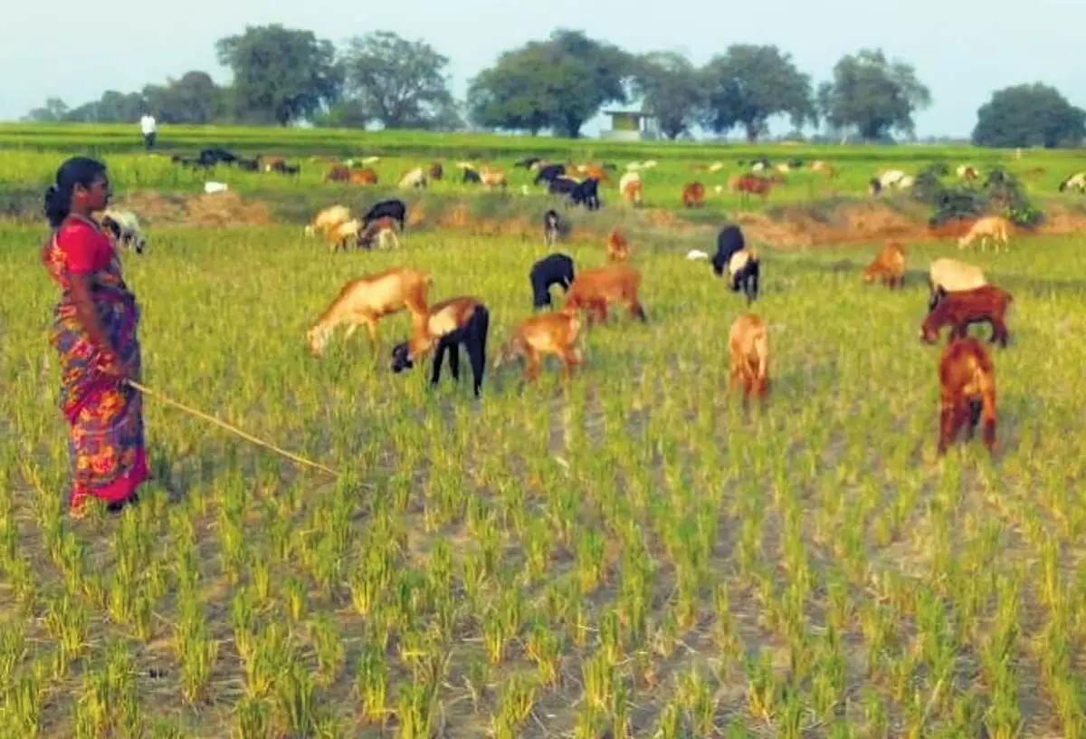 भूजल स्तर गिरने और तापमान बढ़ने से तेलंगाना के किसान चिंतित