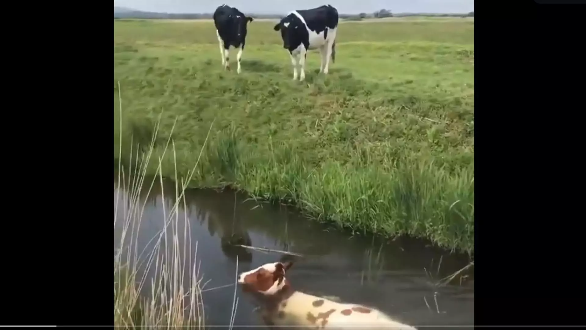 पानी में उतरकर तैरने लगी गाय, देखें मजेदार वीडियो