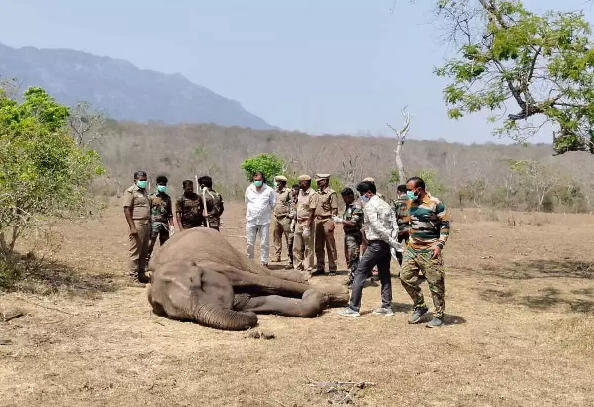 सिंगारा वन रेंज में उम्र बढ़ने के कारण मादा हाथी की मौत