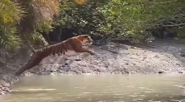 सुंदरबन में बाघ ने की नदी पार करने की कोशिश, वीडियो इंटरनेट पर वायरल