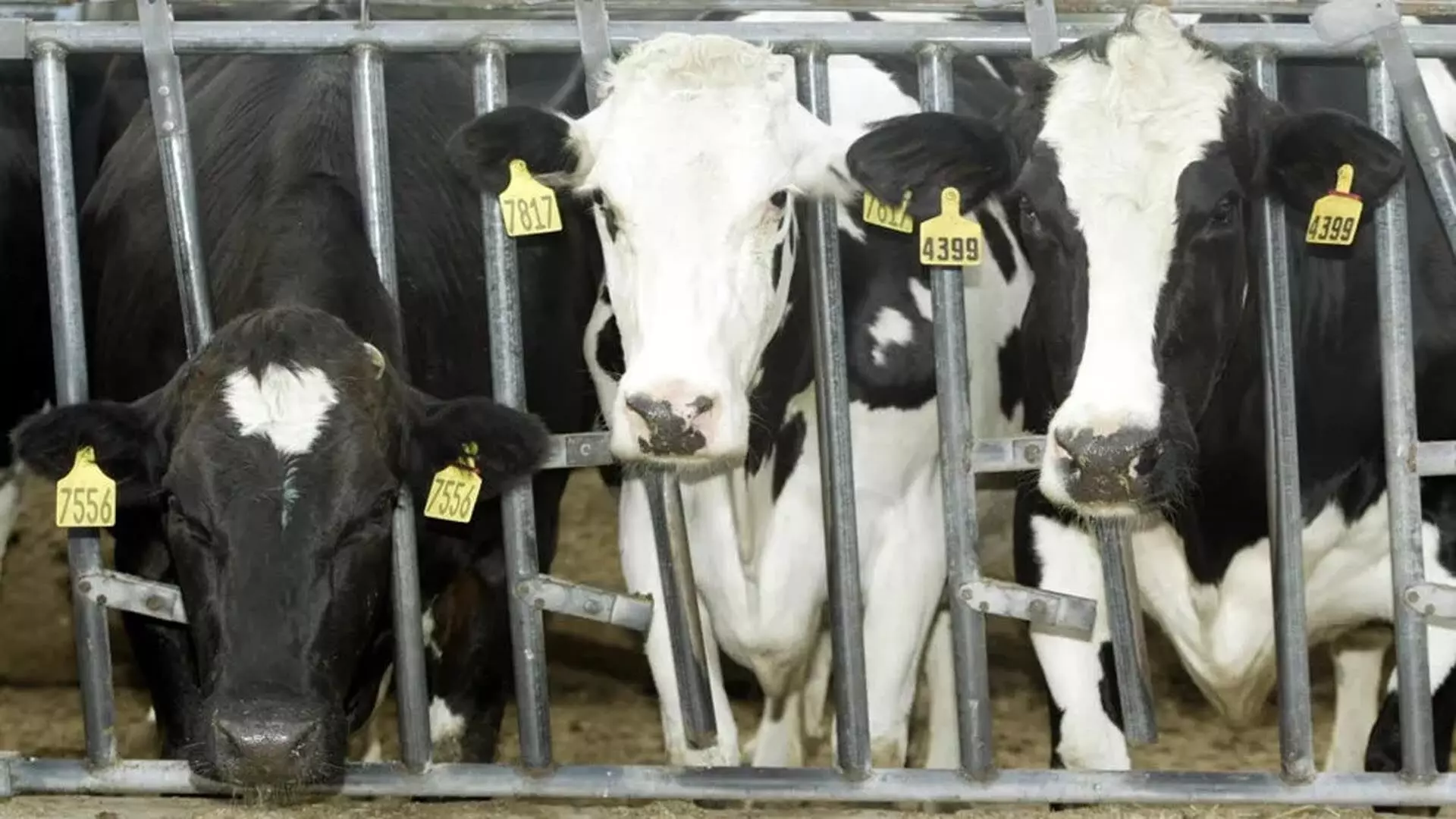 दुनिया में सबसे पहले, टेक्सास और कैनसस में डेयरी गायों का H5N1 बर्ड फ्लू का परिक्षण पॉज़िटिव
