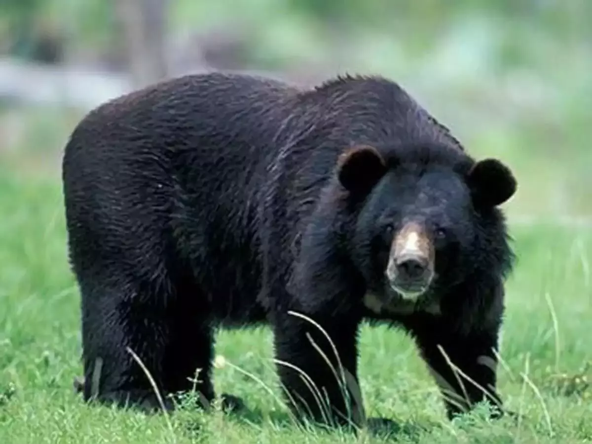 ग्रामीण पर भालू ने किया हमला, हाथ-पैर नोचे
