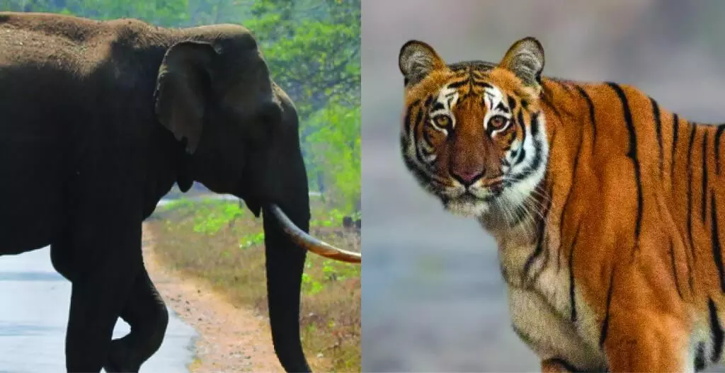 बाघ का दहशत: निगरानी के लिए दो हाथियों को मंगाया गया