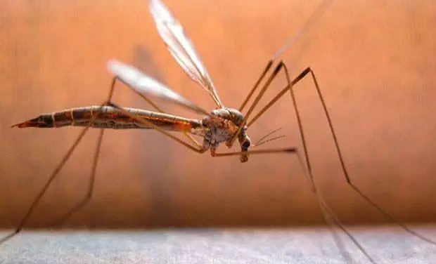 पडेरू अलर्ट पर: स्वास्थ्य अधिकारियों ने मलेरिया निरीक्षण किया