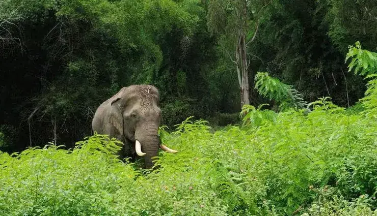 वायनाड में जंगली हाथी के हमले में महिला की मौत, पति गंभीर रूप से घायल