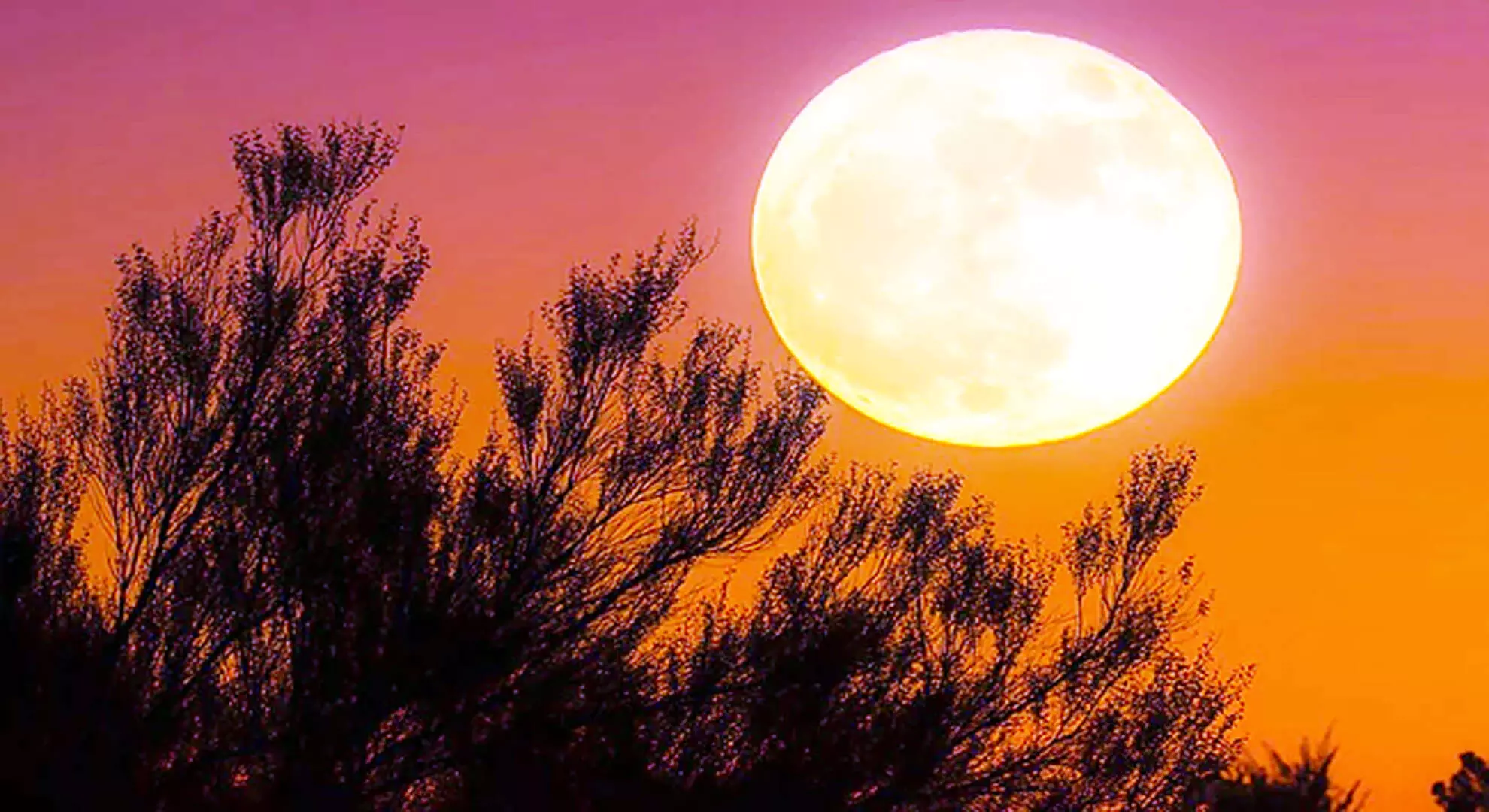 कृमि चंद्रमा क्या है और यह वसंत ऋतु की शुरुआत क्यों दर्शाता है