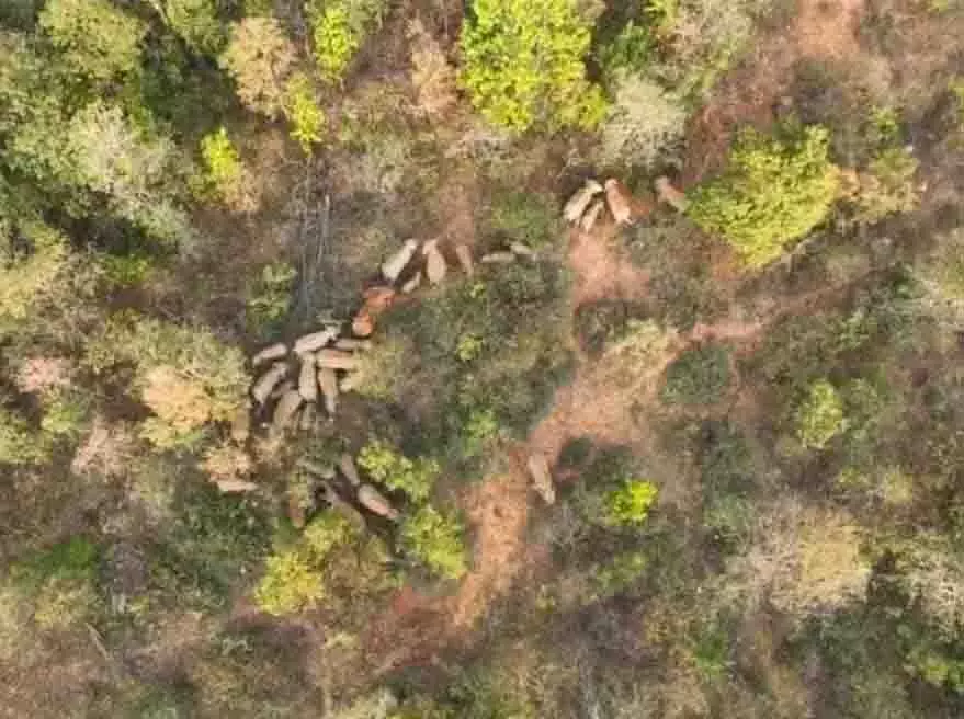 ड्रोन कैमरे में कैद हुई हाथियों की तस्वीर