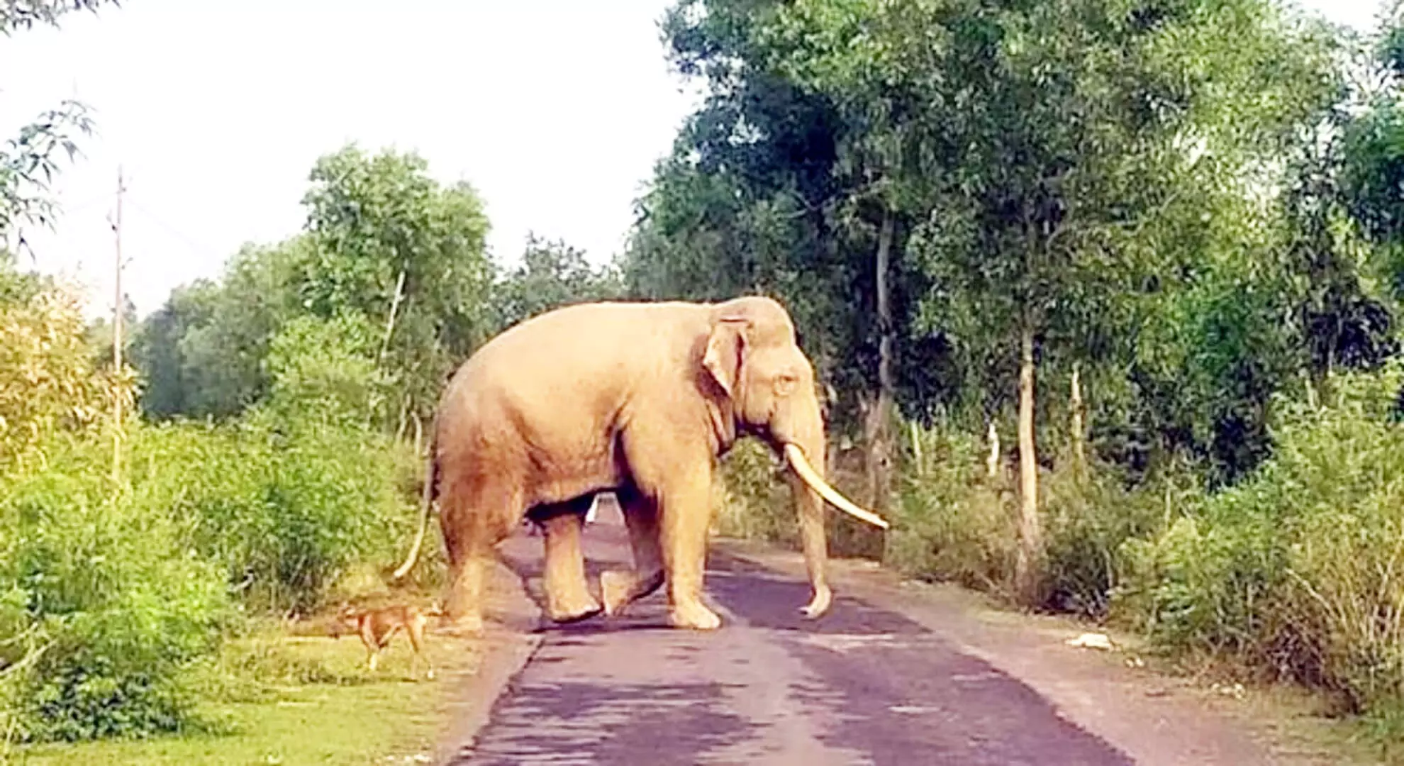 मलप्पुरम के वायनाड की सीमा से लगे जंगल में जंगली हाथी ने आदिवासी महिला की हत्या कर दी