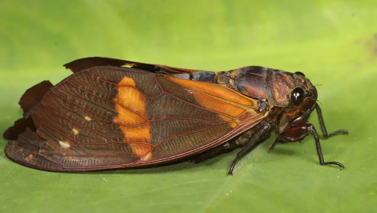 नई खोजी गई तितली सिकाडा प्रजाति मेघालय की जैव विविधता में चमत्कार जोड़ती