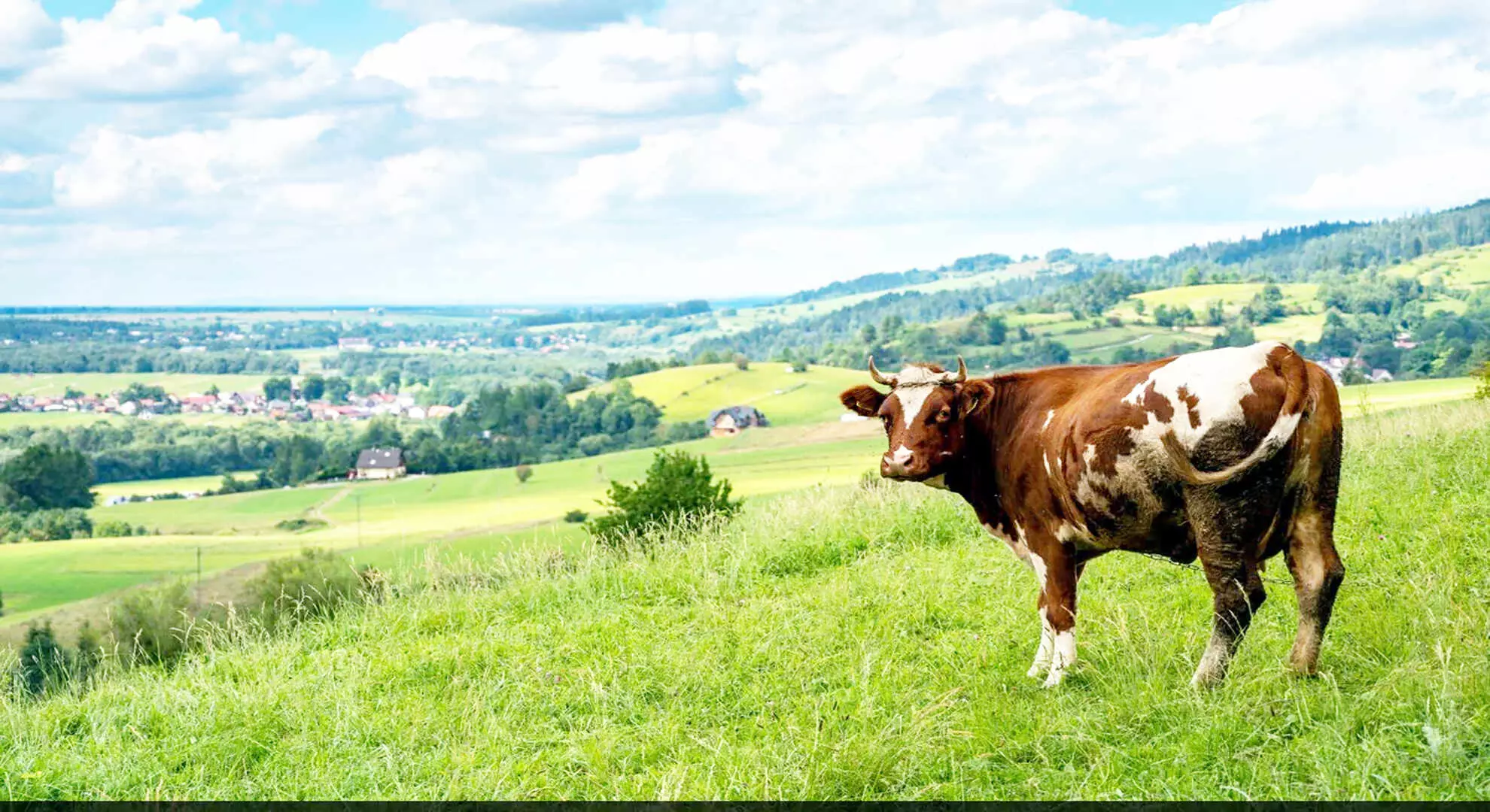 वैज्ञानिकों का कहना है कि आनुवंशिक रूप से संशोधित गाय दूध में मानव इंसुलिन का उत्पादन करती है