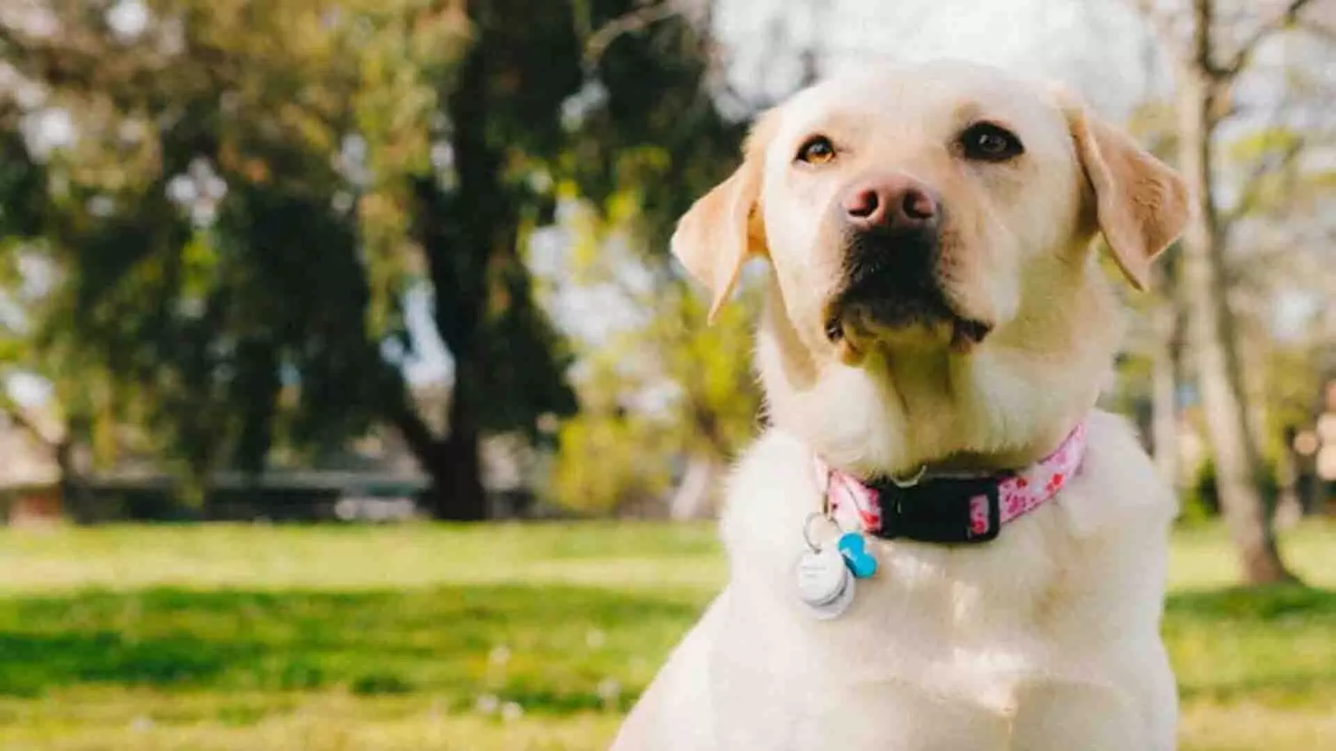 कुत्ते इंसानों की सांस सूंघकर पीटीएसडी एपिसोड का पता लगा सकते हैं: अध्ययन