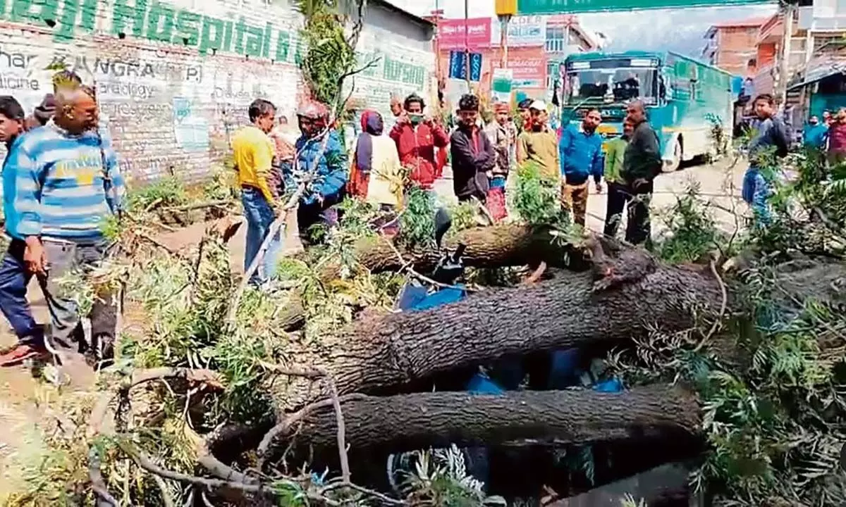 कांगड़ा जिले में गेहूं, सब्जियों की फसल चौपट हो गई