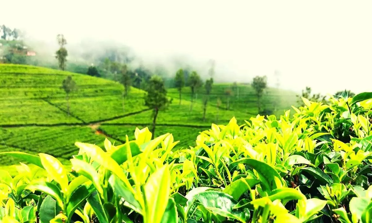 न्यूनतम नीलामी मूल्य बढ़ाएँ, छोटे चाय उत्पादकों से माँग करें