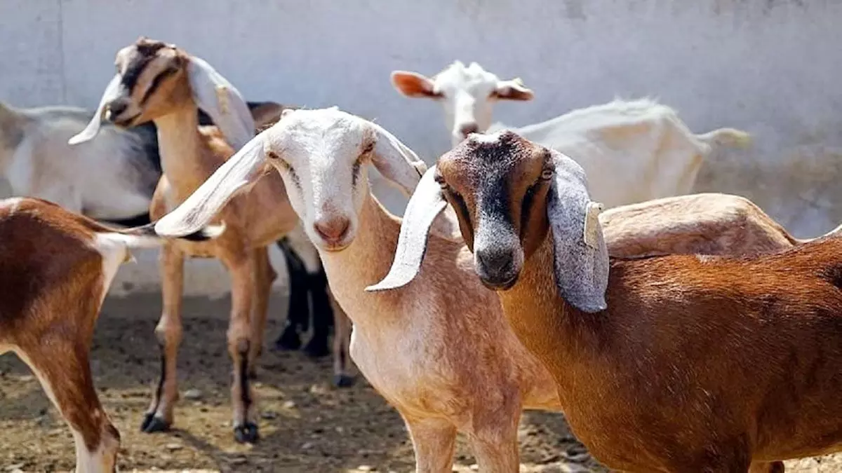 बकरियों का भी होगा कृत्रिम गर्भाधान, जिले के दस सेंटरों में की जाएगी व्यवस्था