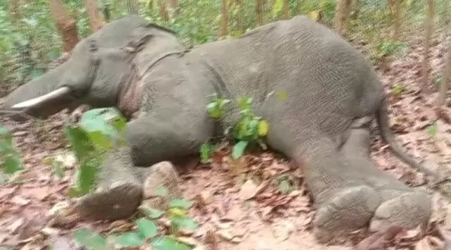गंजम जिले में मिला हाथी का शव