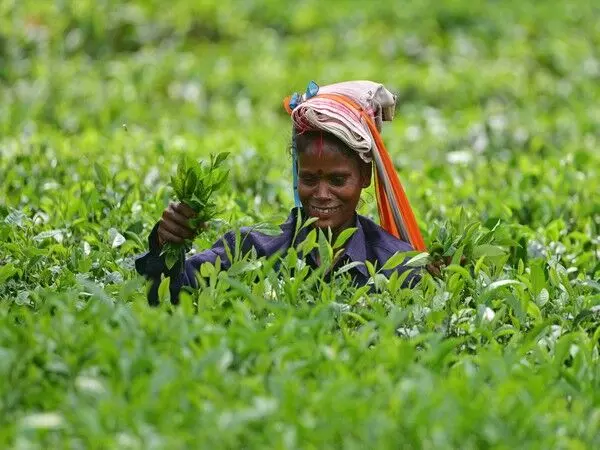 दार्जिलिंग में चाय उत्पादकों ने केंद्र से चुनाव से पहले उनकी दुर्दशा पर ध्यान देने का किया आग्रह
