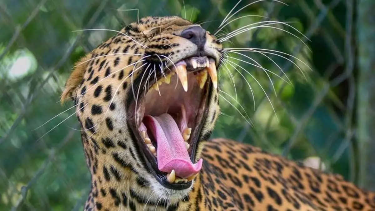 सत्यमंगलम टाइगर रिजर्व में मृत पाया गया तेंदुआ