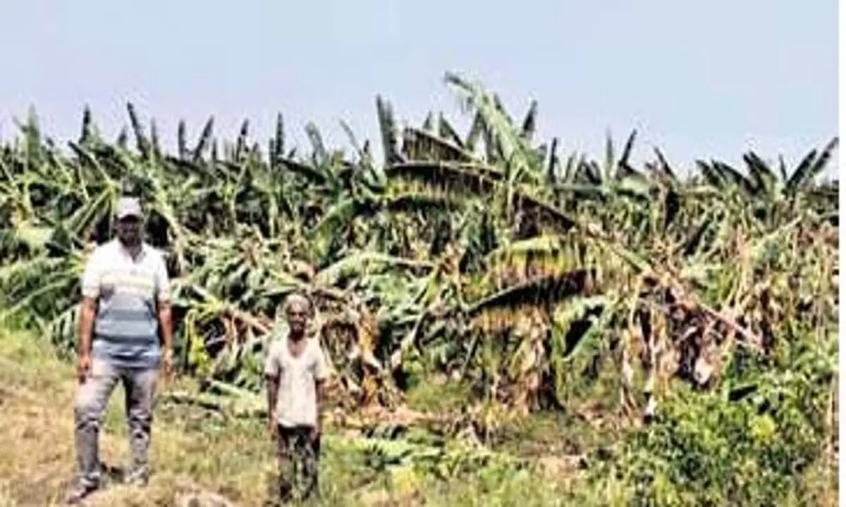 विजयपुरा जिले के कुछ हिस्सों में बारिश ने खेतों को नष्ट कर दिया