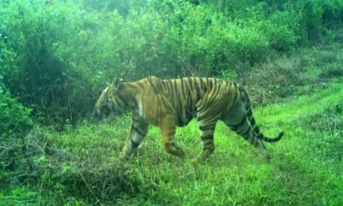 ऊटी वन कर्मचारियों ने पर्यटकों से बाघ द्वारा देखी जाने वाली जगहों से बचने का आग्रह किया