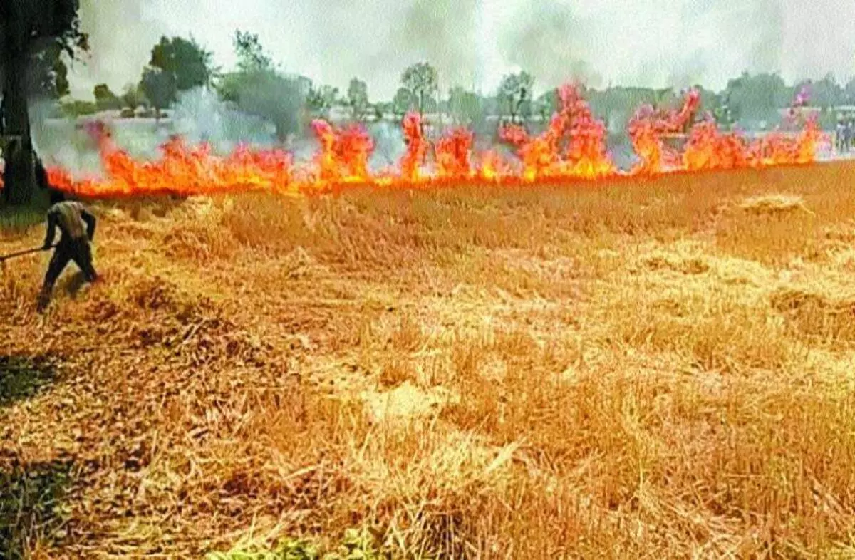 गेहूं के खेत में आग लगने से एक किसान के छह बीघे की खड़ी फसल खाक हुई