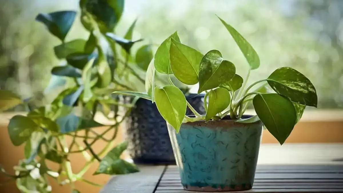 गर्मियों में पौधों को हेल्दी रखने के लिए अपनाएं ये आसान टिप्स
