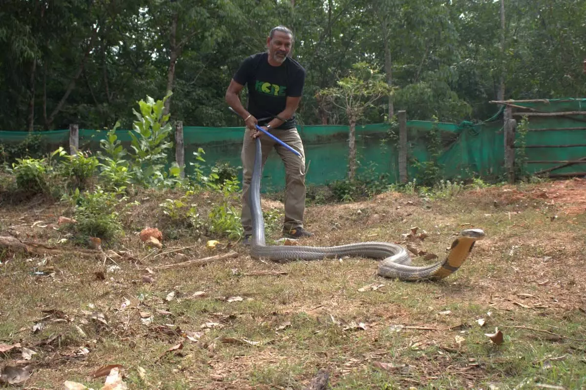 कर्नाटक में अगुम्बे के पास दुर्लभ 15 फुट लंबे किंग कोबरा को बचाया गया
