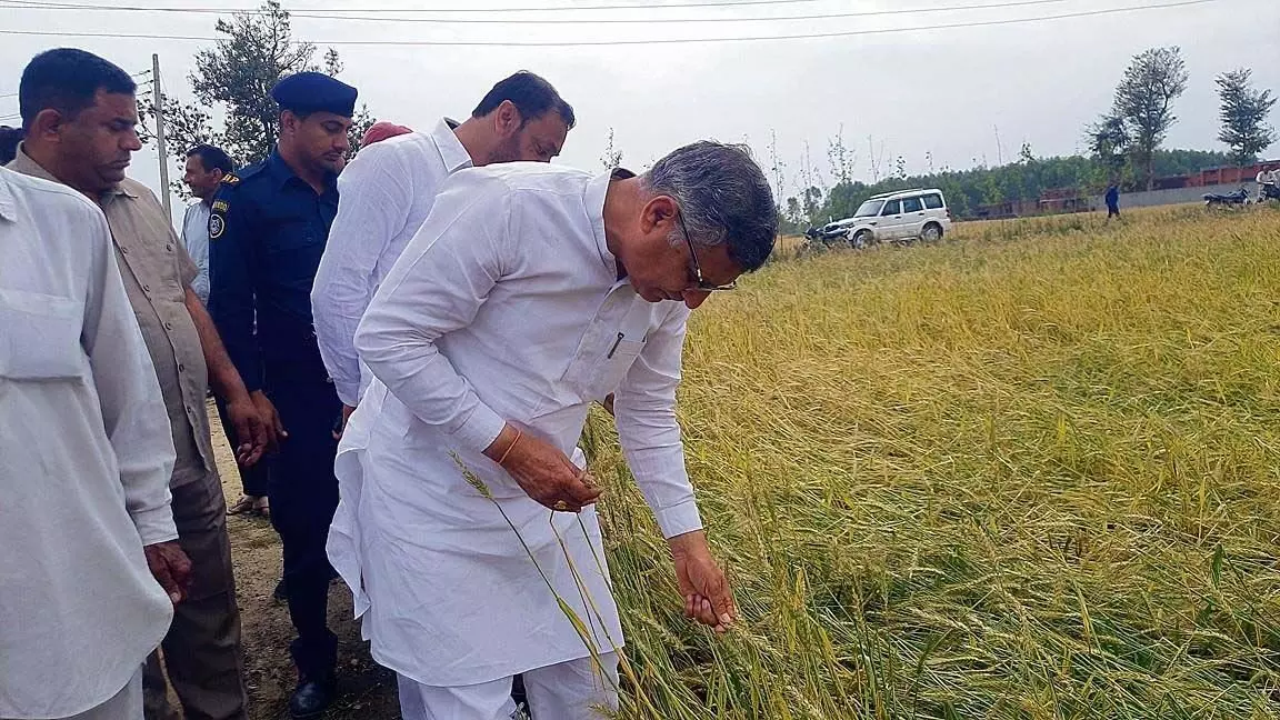 किसानों को फसल के नुकसान का दावा करने में मदद करें, कृषि मंत्री कंवर पाल ने अधिकारियों से कहा