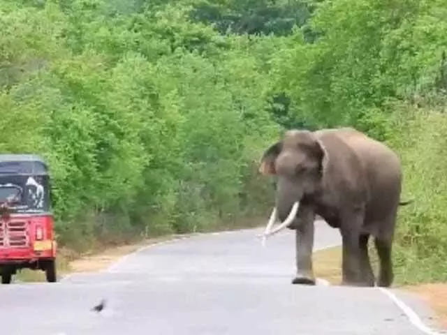 चिकमंगलूर में जंगली हाथी 30 मिनट तक राष्ट्रीय राजमार्ग पर घूमता रहा