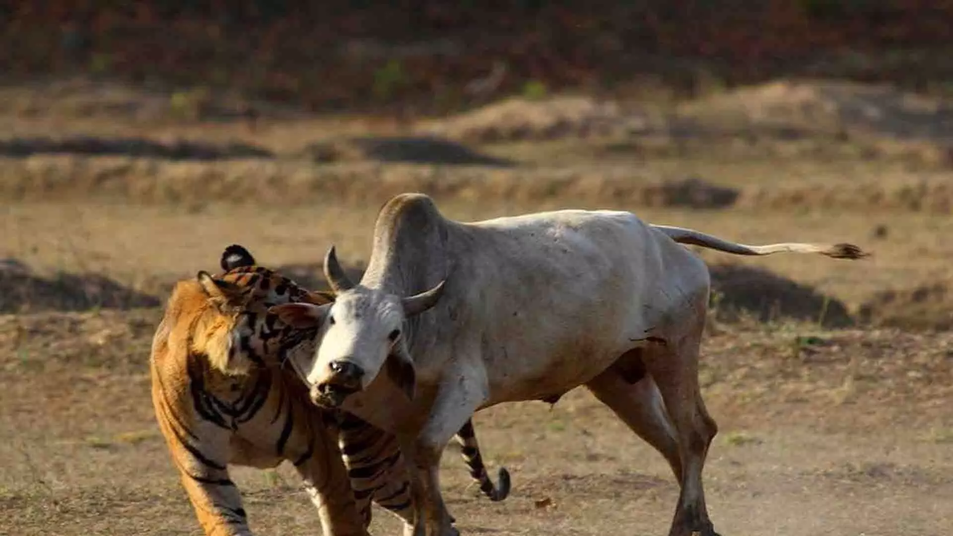 रणथंभौर राष्ट्रीय उद्यान में वन्यजीव सफारी के दौरान बाघ ने गाय पर हमला किया