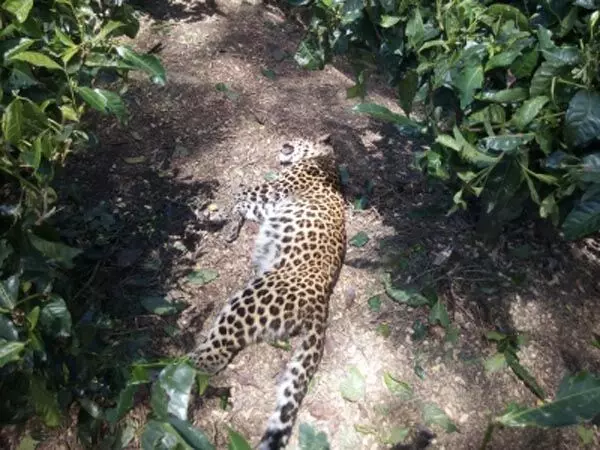 बडगाम में मारा गया आदमखोर तेंदुआ