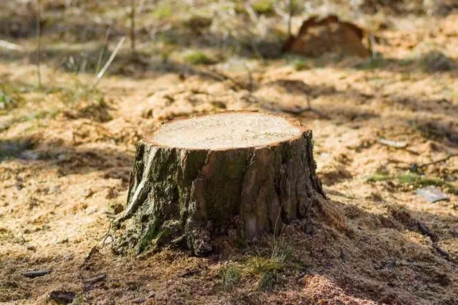 यमुनानगर के गांव में अवैध रूप से 16 खैर के पेड़ काटे गए