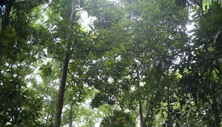 असम वन और पर्यावरण विभाग ने वित्तीय वर्ष 2023-2024 में रॉयल्टी के रूप में 203 करोड़ रुपये से अधिक एकत्र किया