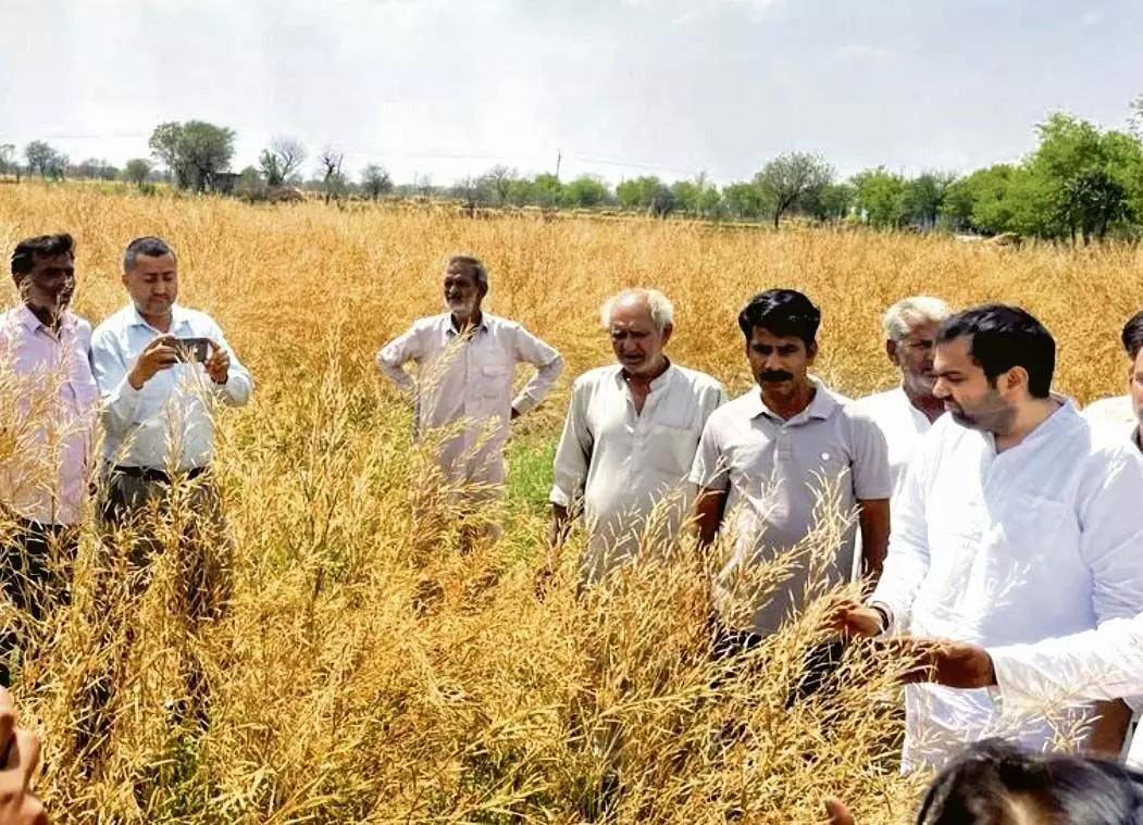 ओलावृष्टि से रेवाड़ी के 72 गांवों में फसलों को नुकसान हुआ