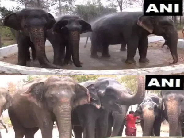 हाथियों को गर्मी से बचाने के लिए त्रिची में विशेष इंतजाम