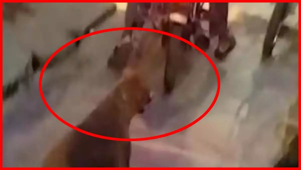 कुत्ते को बांधकर दंपति ने दी तालिबानी सजा, वीडियो वायरल