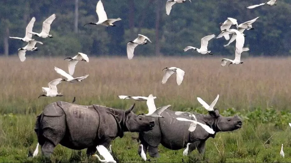 काजीरंगा राष्ट्रीय उद्यान में वित्त वर्ष 2023-24 में 3.27 लाख पर्यटक आए