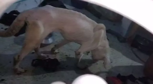 ओडिशा में पालतू कुत्ते 15 दिनों तक भूखे रहे, मालिक घर में ताला लगाकर लापता