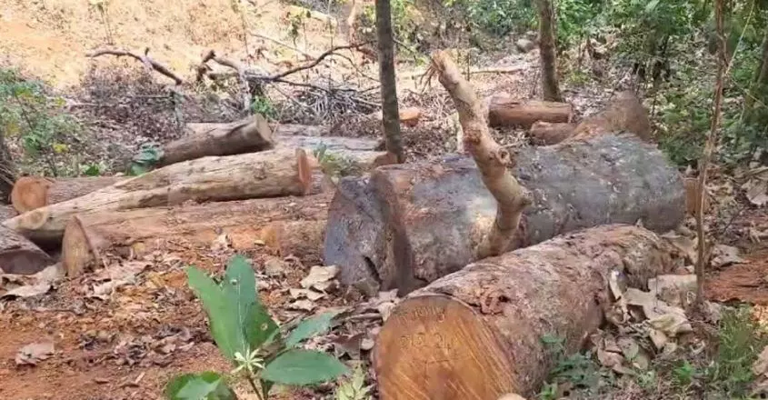 सुगंधगिरी पेड़ कटाई मामला वायनाड में तीन आरोपी गिरफ्तार