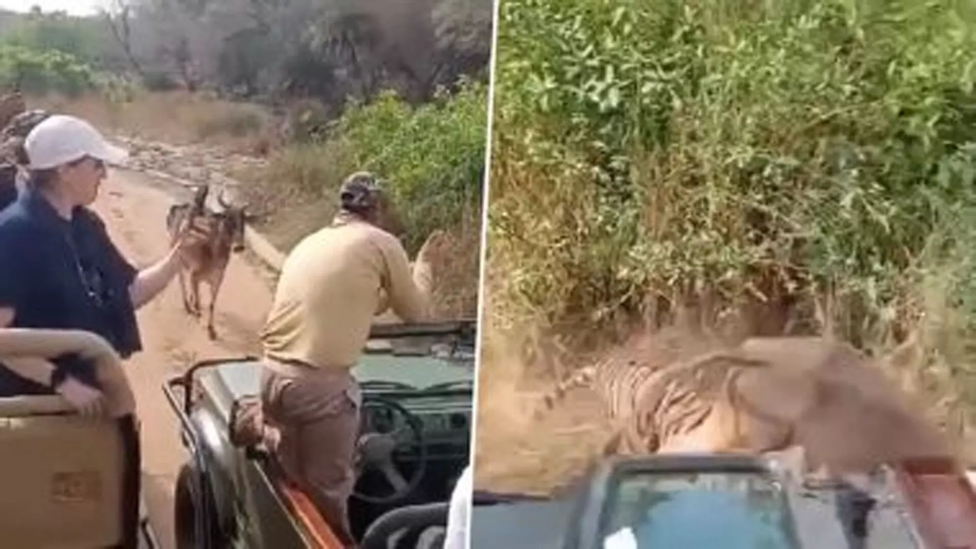 अचानक झाड़ियों से निकलकर बाघ ने मारा गाय पर झपट्टा, पर्यटकों ने कैमरे में कैद किया नजारा