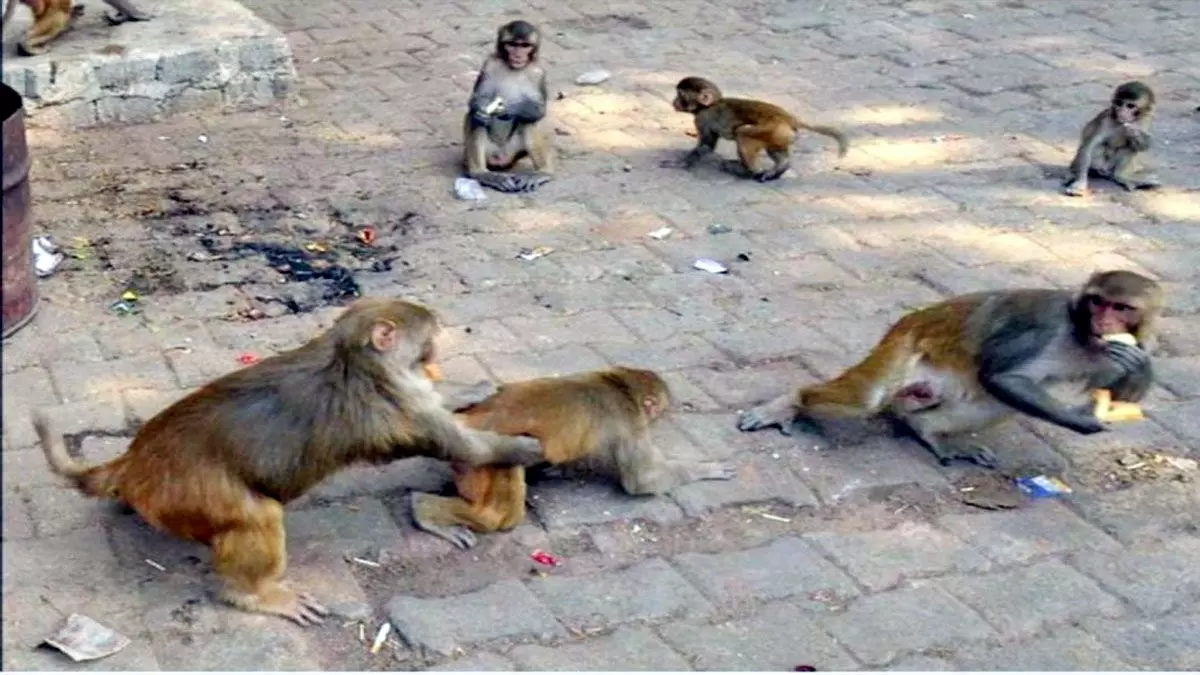 दमोह में बंदरों का बढ़ा आतंक मथुरा से बुलाई टीम ,रेस्क्यू कर पकड़े जंगल में छोड़ा