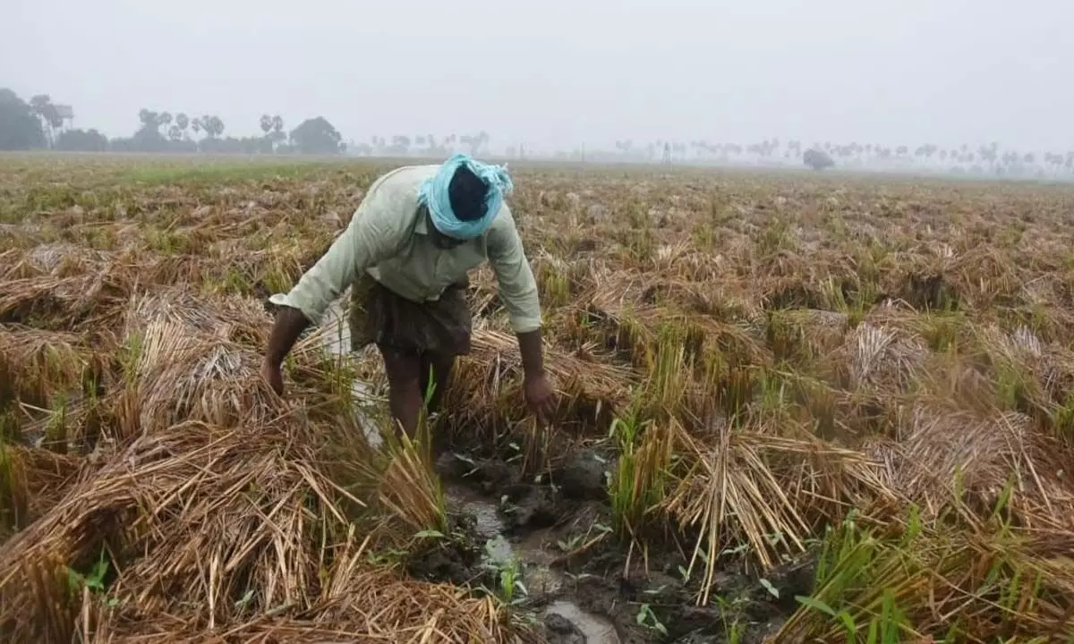 तेलंगाना में कृषि विभाग ने फसल नुकसान की गणना शुरू की