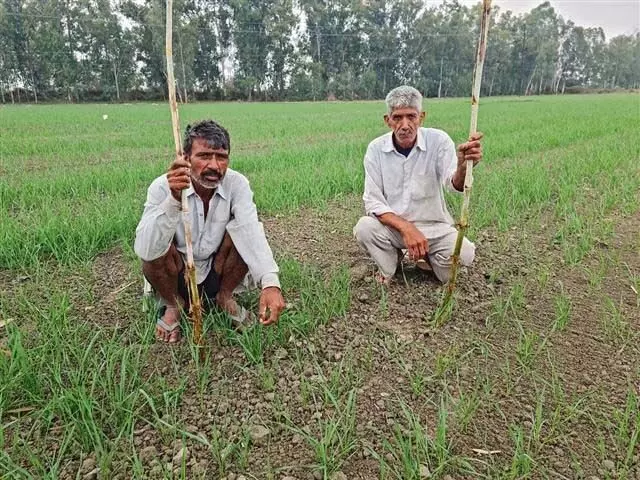 हरियाणा के 36 किसानों ने मिलाया हाथ, हर किसी की मेज पर जैविक भोजन पहुंचाने का लक्ष्य