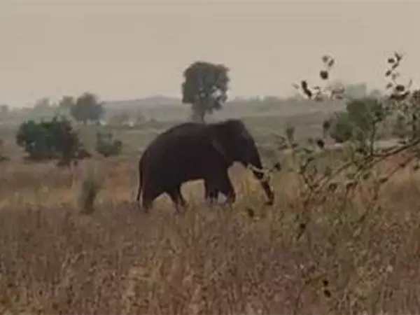 आसिफाबाद में जंगली हाथी ने दो लोगों को कुचलकर मार डाला