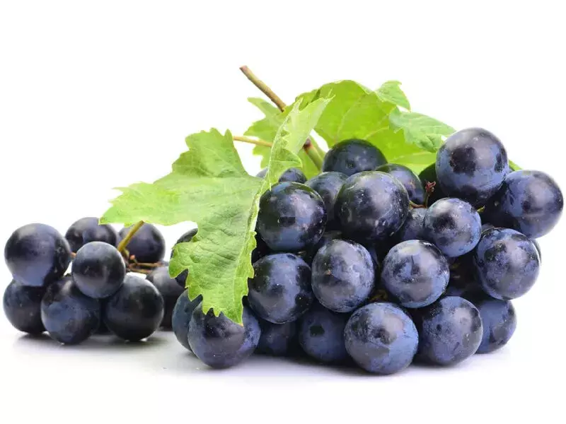 काले अंगूर खाने से सेहत को मिलते हैं जबरदस्त फायदे