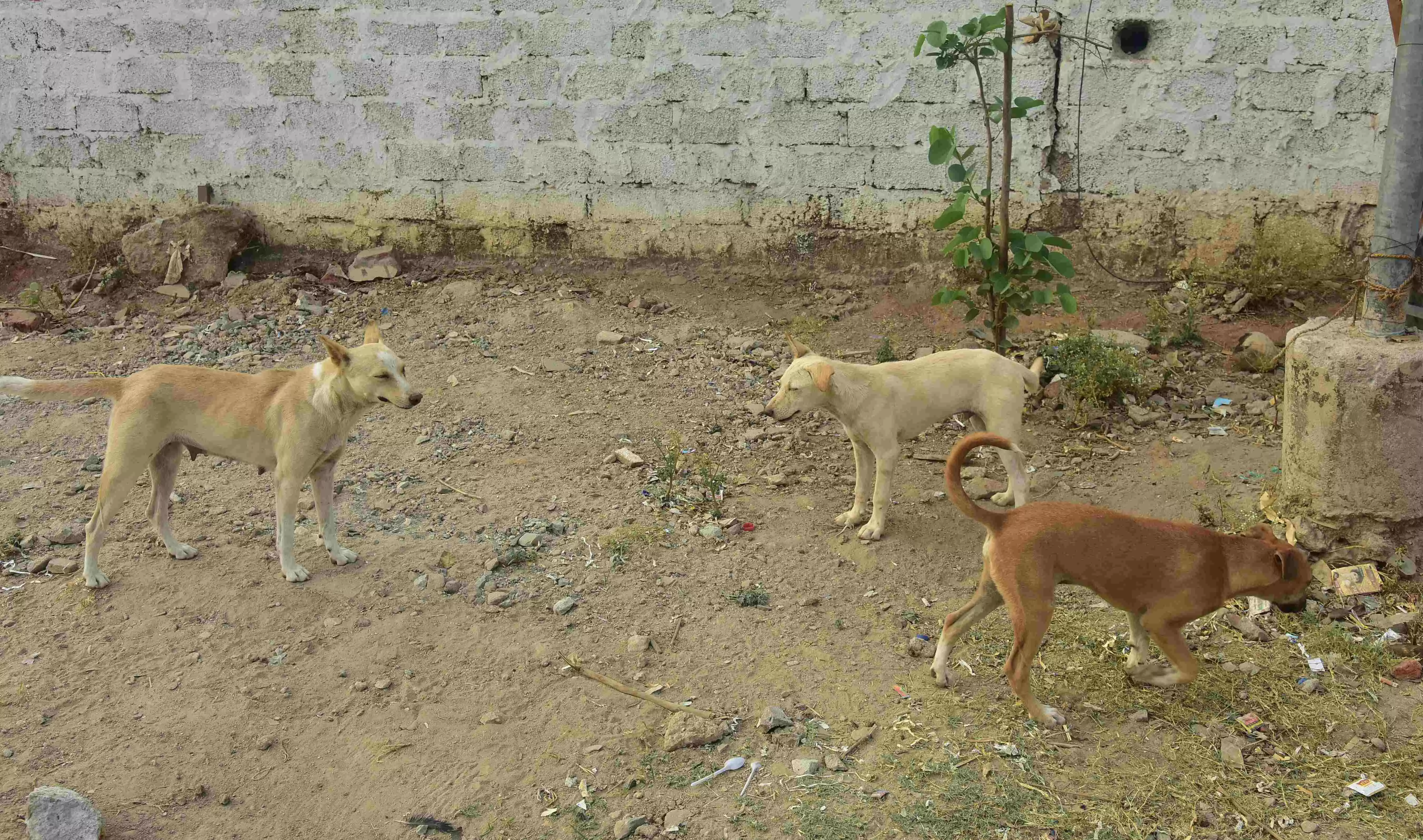 हैदराबाद शहर में आवारा कुत्तों के हमलों के मामले बढ़ने से चौतरफा चिंता