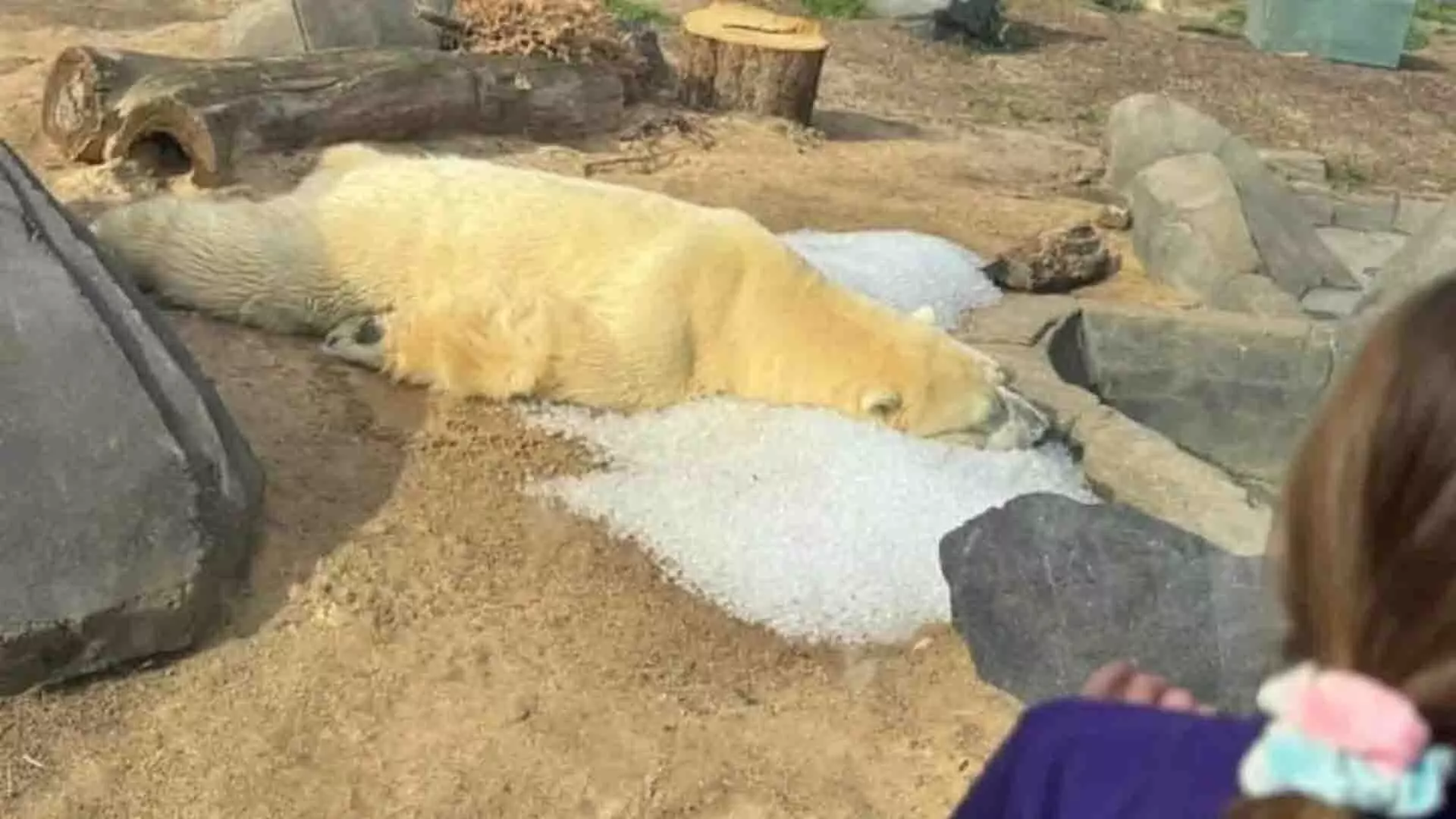 बर्फ पर लेटे ध्रुवीय भालू की तस्वीर के बाद अमेरिकी चिड़ियाघर की प्रतिक्रिया